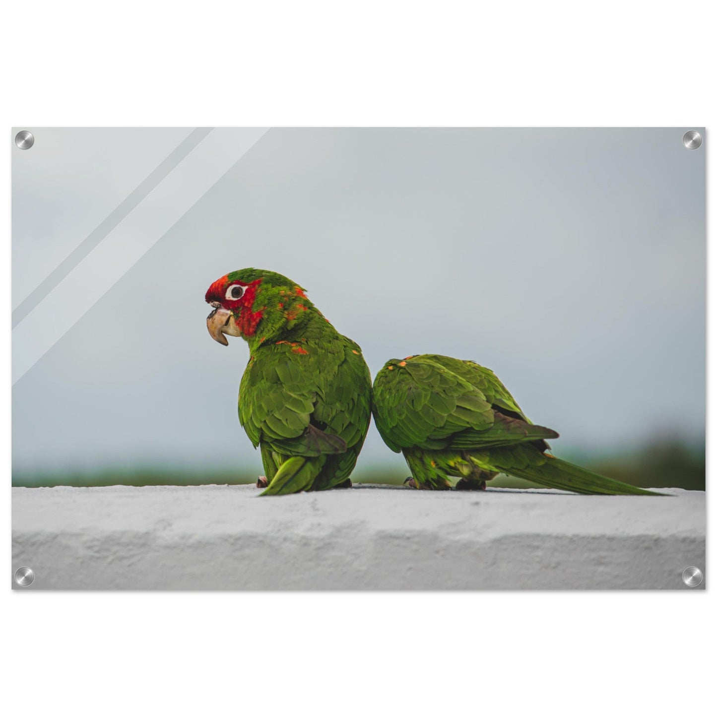 Beak Break - Acrylicproduct_type#My Store14074bef - eb93 - 4592 - 833e - 9ded251ef195ChristianSosa.art