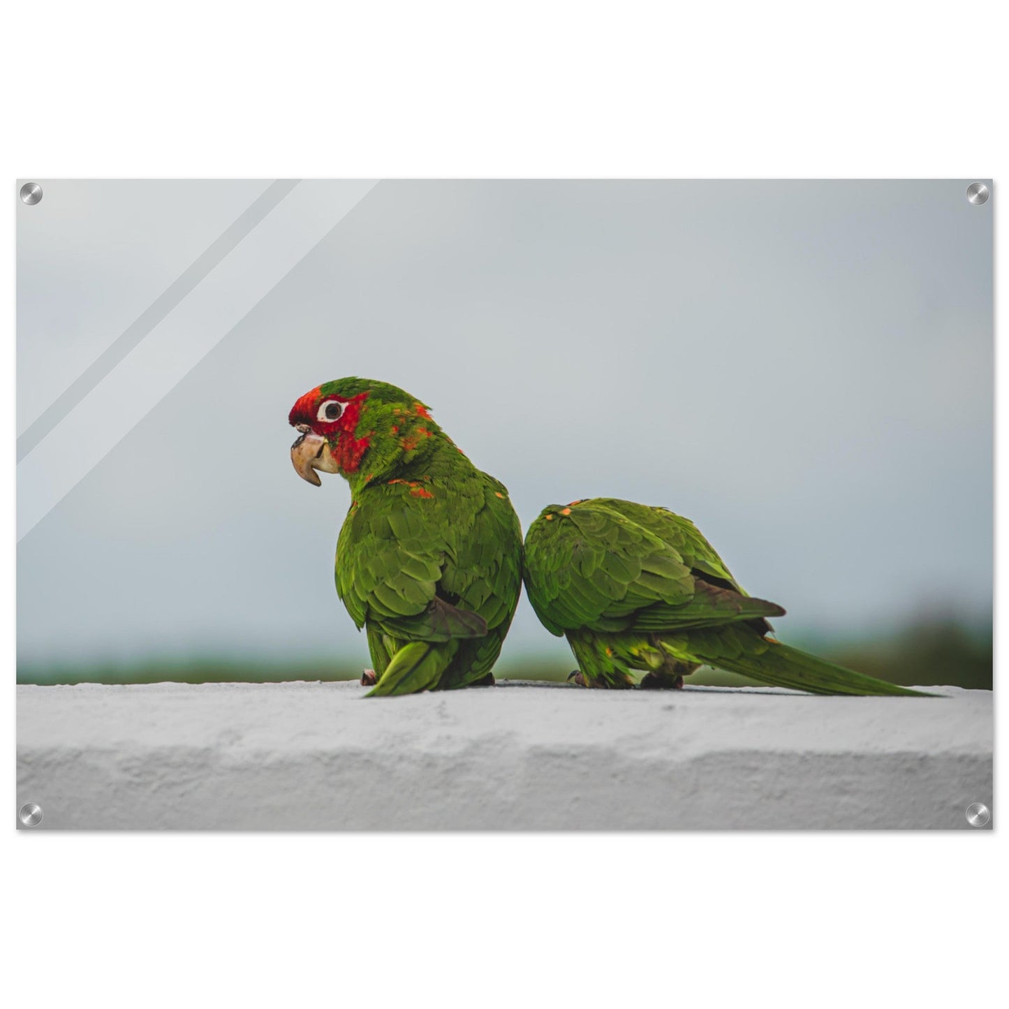 Beak Break - Acrylicproduct_type#My Store56265cf4 - cbad - 4089 - 8f52 - 540fd68568d7ChristianSosa.art