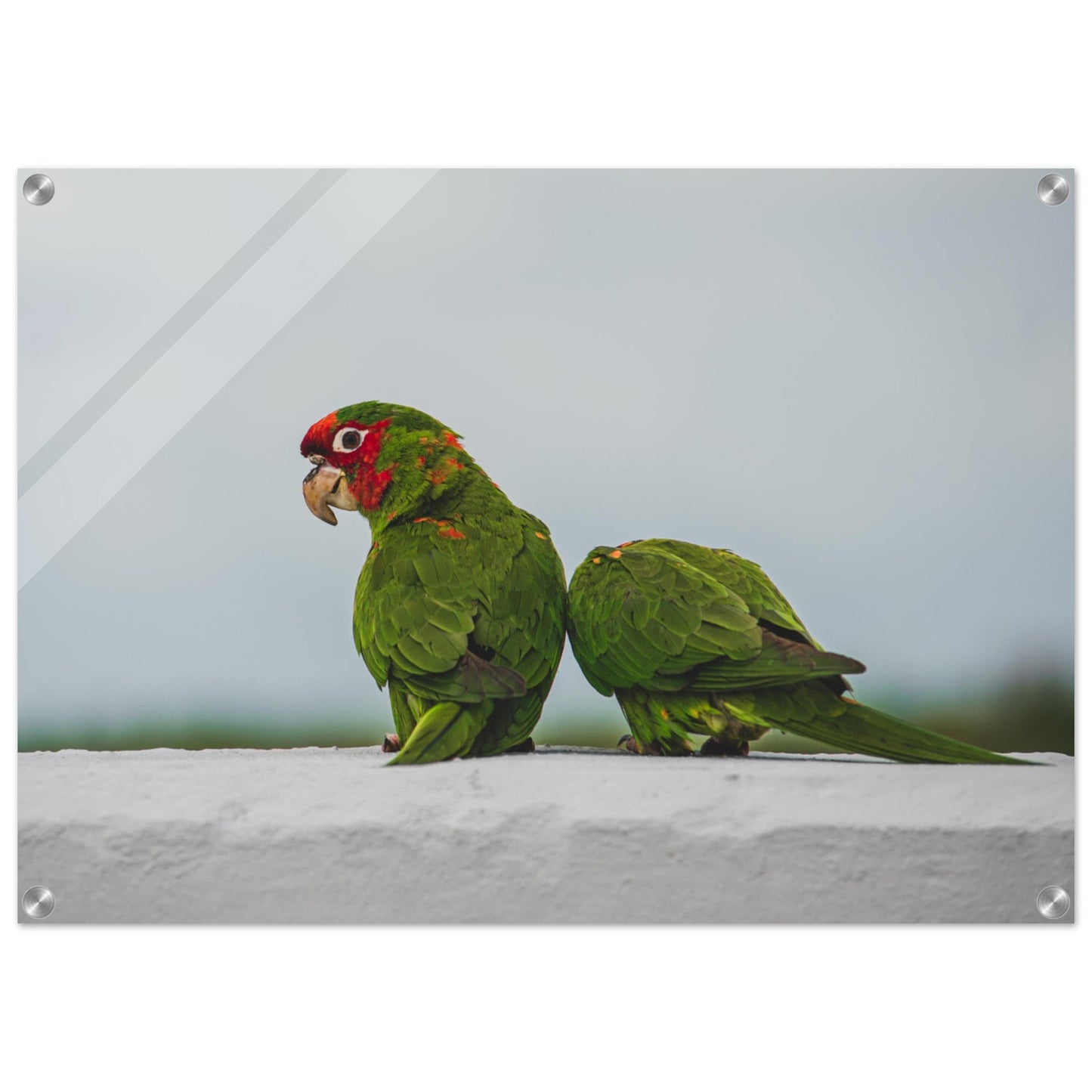 Beak Break - Acrylicproduct_type#My Store0b863435 - f7da - 4ca7 - a1fe - 1ce2ceb0bb8fChristianSosa.art
