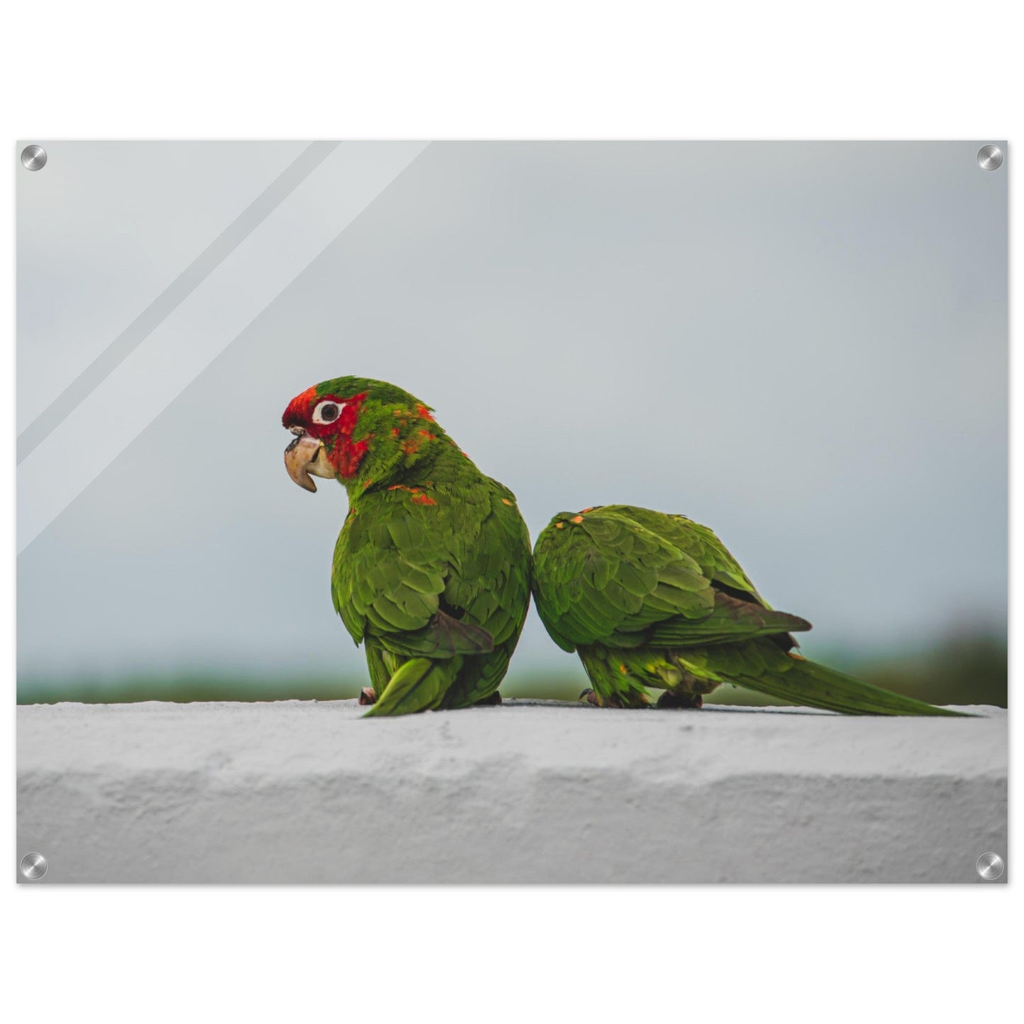 Beak Break - Acrylicproduct_type#My Storef3142a33 - 08a4 - 4163 - 8924 - ef9ca2738020ChristianSosa.art