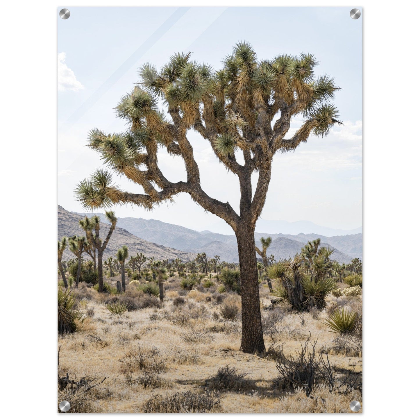 Joshua Tree - Acrylicproduct_type#My Storec0bd7d59 - ea20 - 4907 - 8da5 - 7ca8a6d34c09ChristianSosa.art