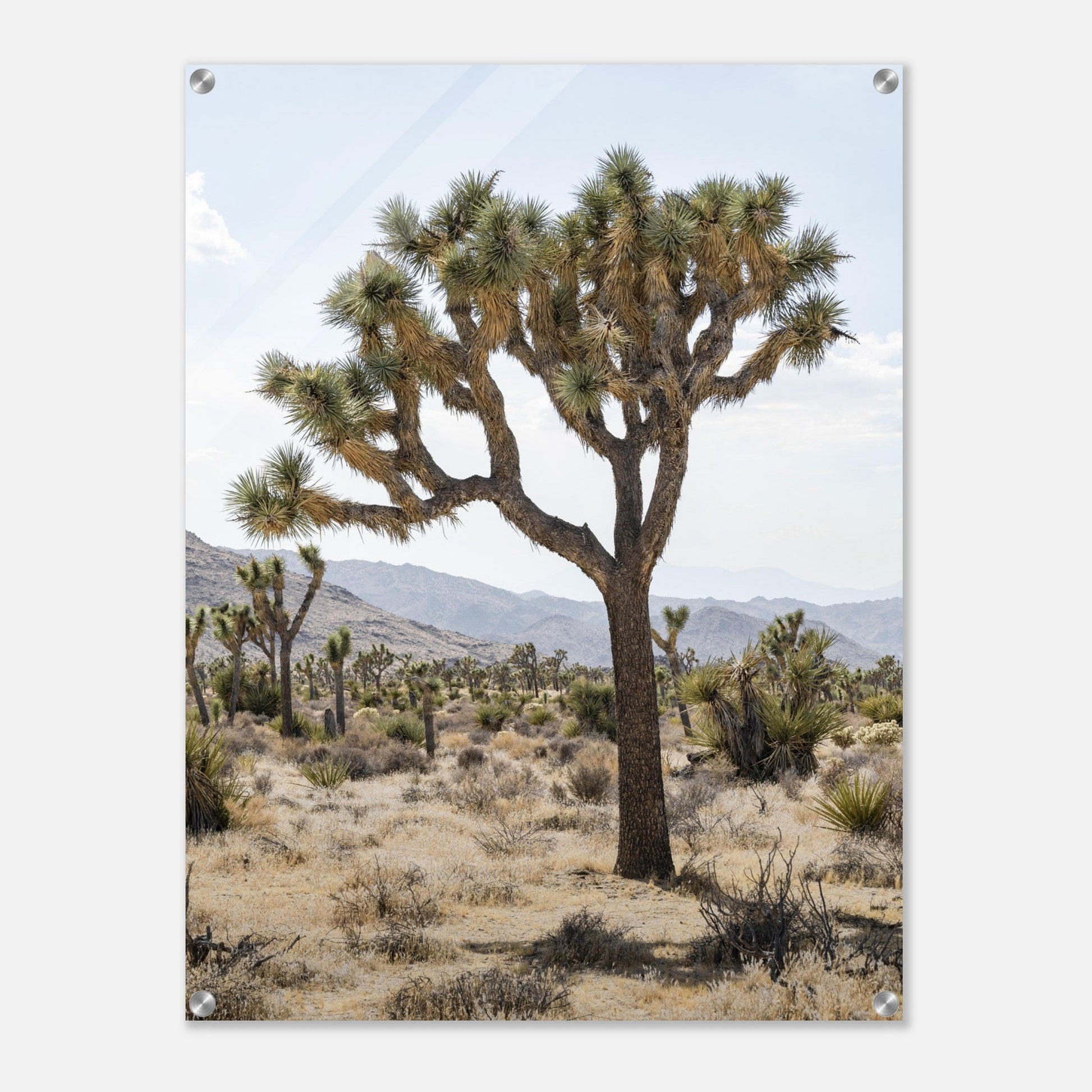 Joshua Tree - Acrylicproduct_type#My Store3d6b7705 - da08 - 47d4 - be04 - fd6015573260ChristianSosa.art