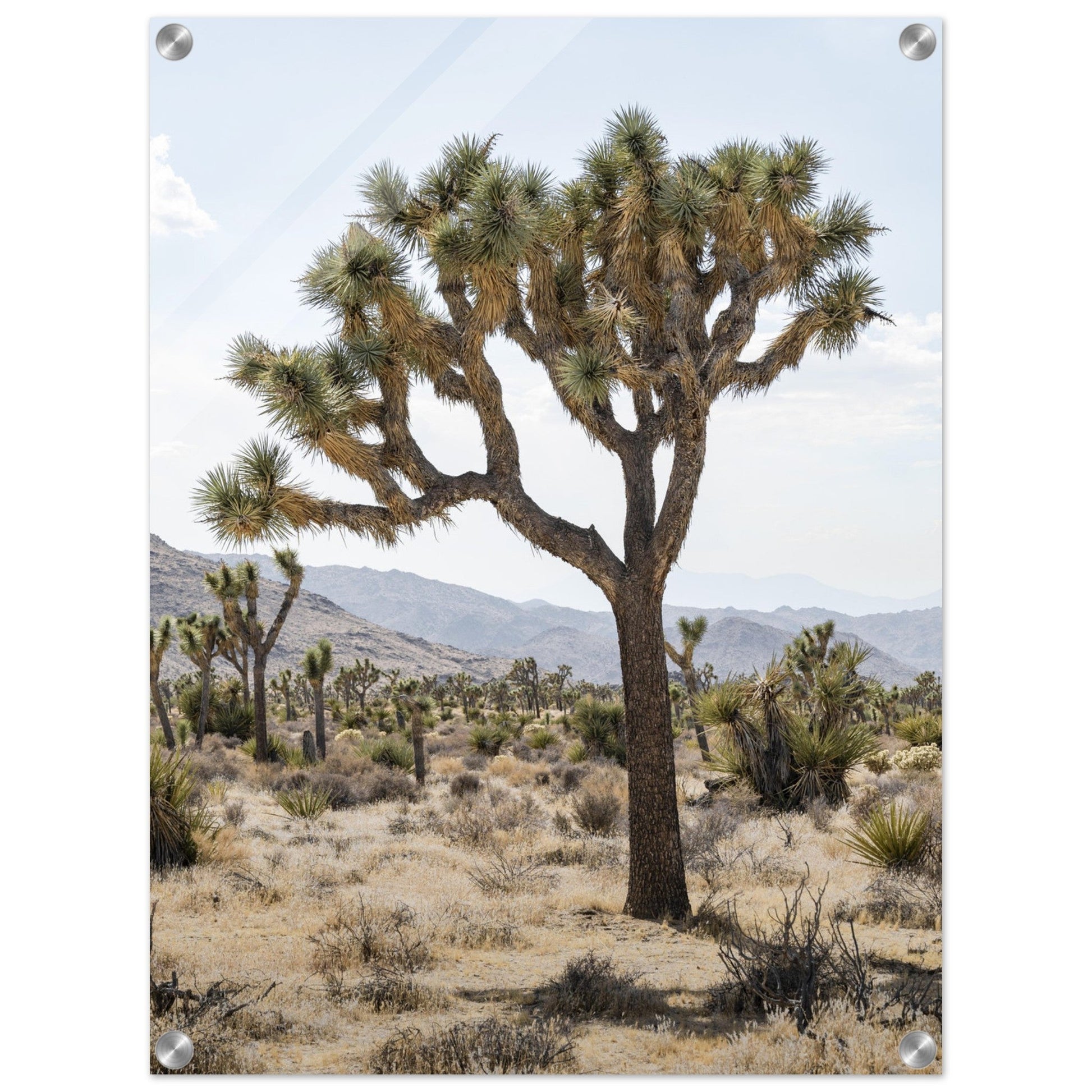 Joshua Tree - Acrylicproduct_type#My Store73234def - 2269 - 4782 - a9da - f0fc0e05856fChristianSosa.art