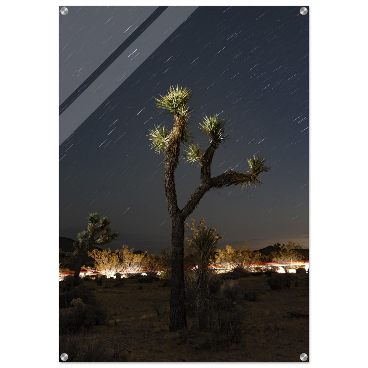 Joshua Tree Star Trailsproduct_type#My Storebd9b6768 - 2a06 - 4c08 - ac11 - da72d454f02aChristianSosa.art