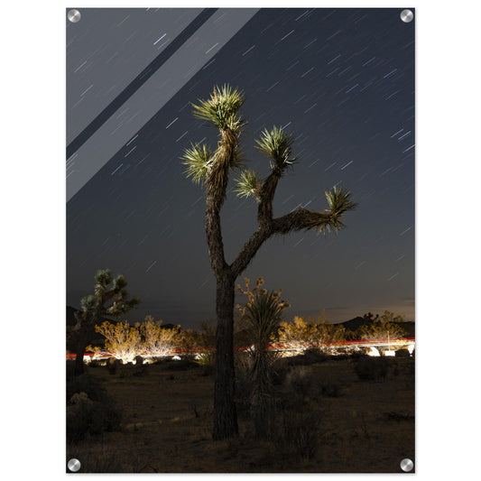 Joshua Tree Star Trailsproduct_type#My Store41541f8e - 340b - 40da - 96c5 - d655d4953e72ChristianSosa.art