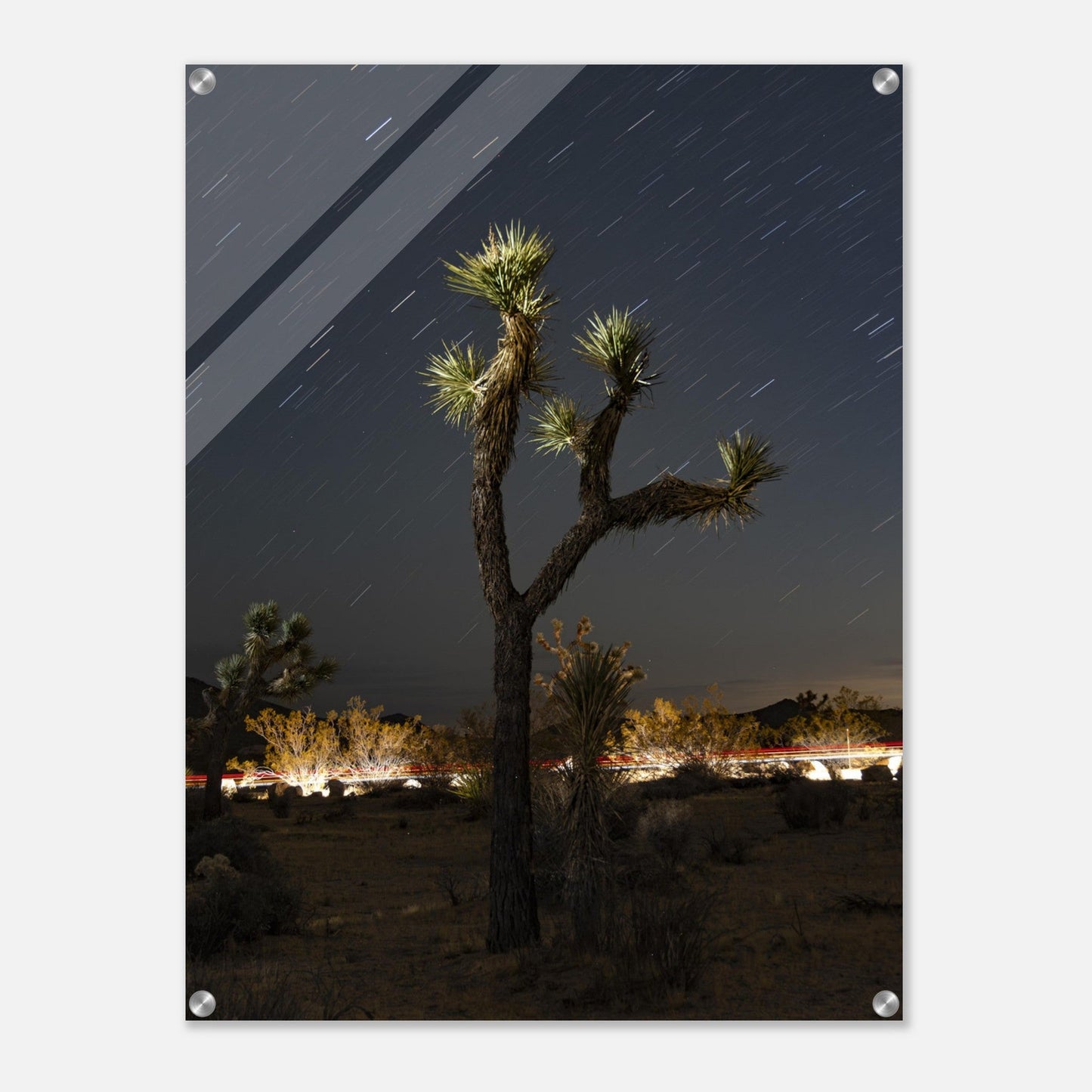 Joshua Tree Star Trailsproduct_type#My Storeee3d5e29 - 4735 - 4933 - 9a82 - 6006584be0d0ChristianSosa.art